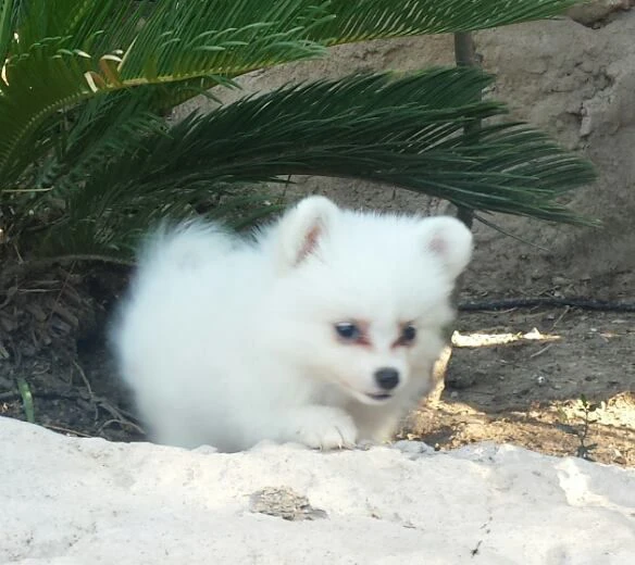 cuccioli di pomerania | Foto 3