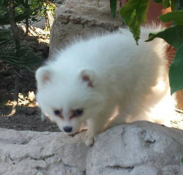 cuccioli di pomerania | Foto 2