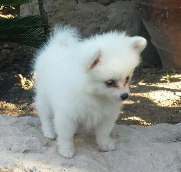 cuccioli di pomerania | Foto 0