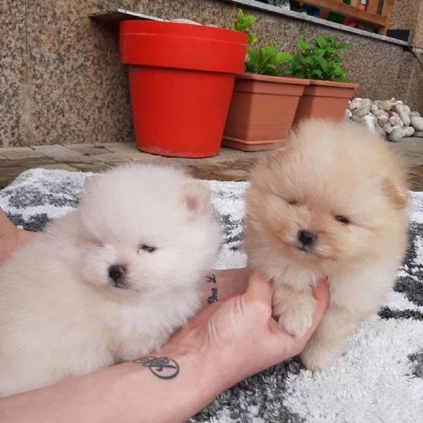 disponibili cuccioli di pomerania