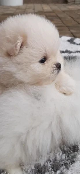 disponibili cuccioli di pomerania | Foto 1