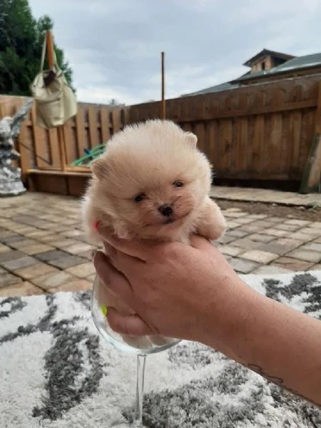 disponibili cuccioli di pomerania | Foto 0