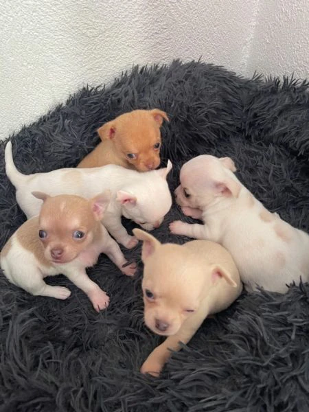 cuccioli di chihuahua | Foto 1