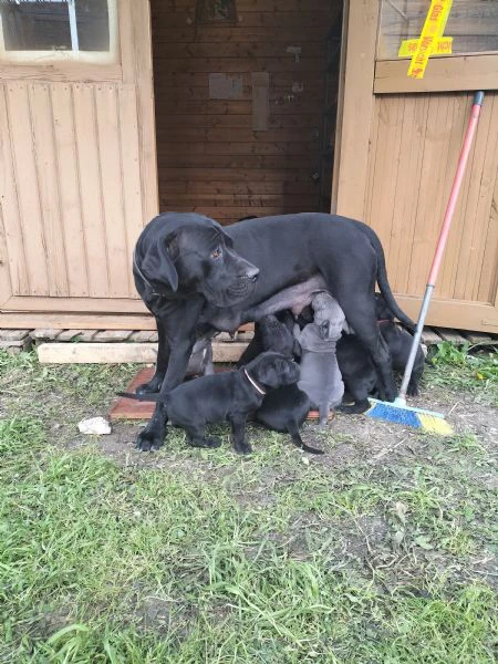 cuccioli di cane corso con pedigree