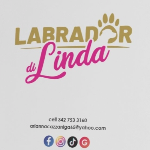 I Labrador Di Linda  Arianna 